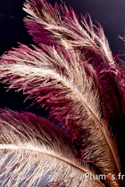 Struzzo con rachide dorato – 30-40 cm – grigio naturale-bordò